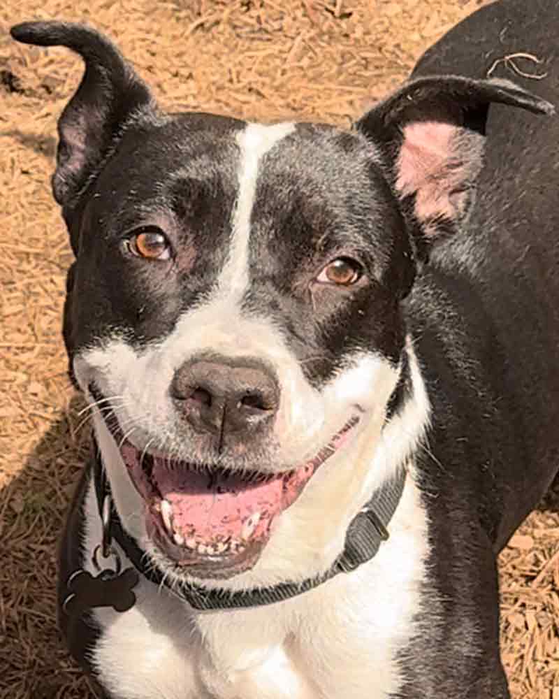 adoptable Dog in Kennesaw, GA named Claudia