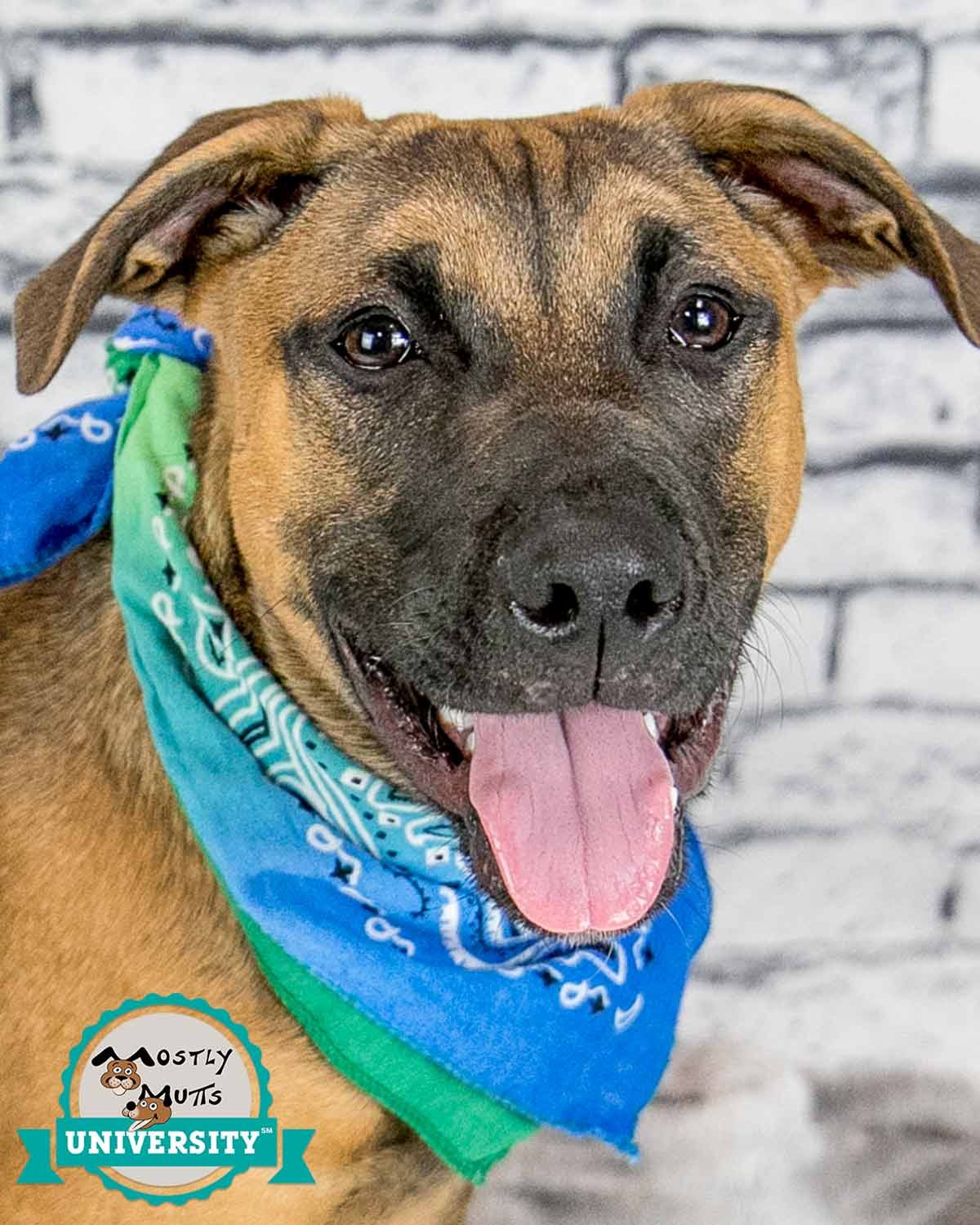 adoptable Dog in Kennesaw, GA named Lucas