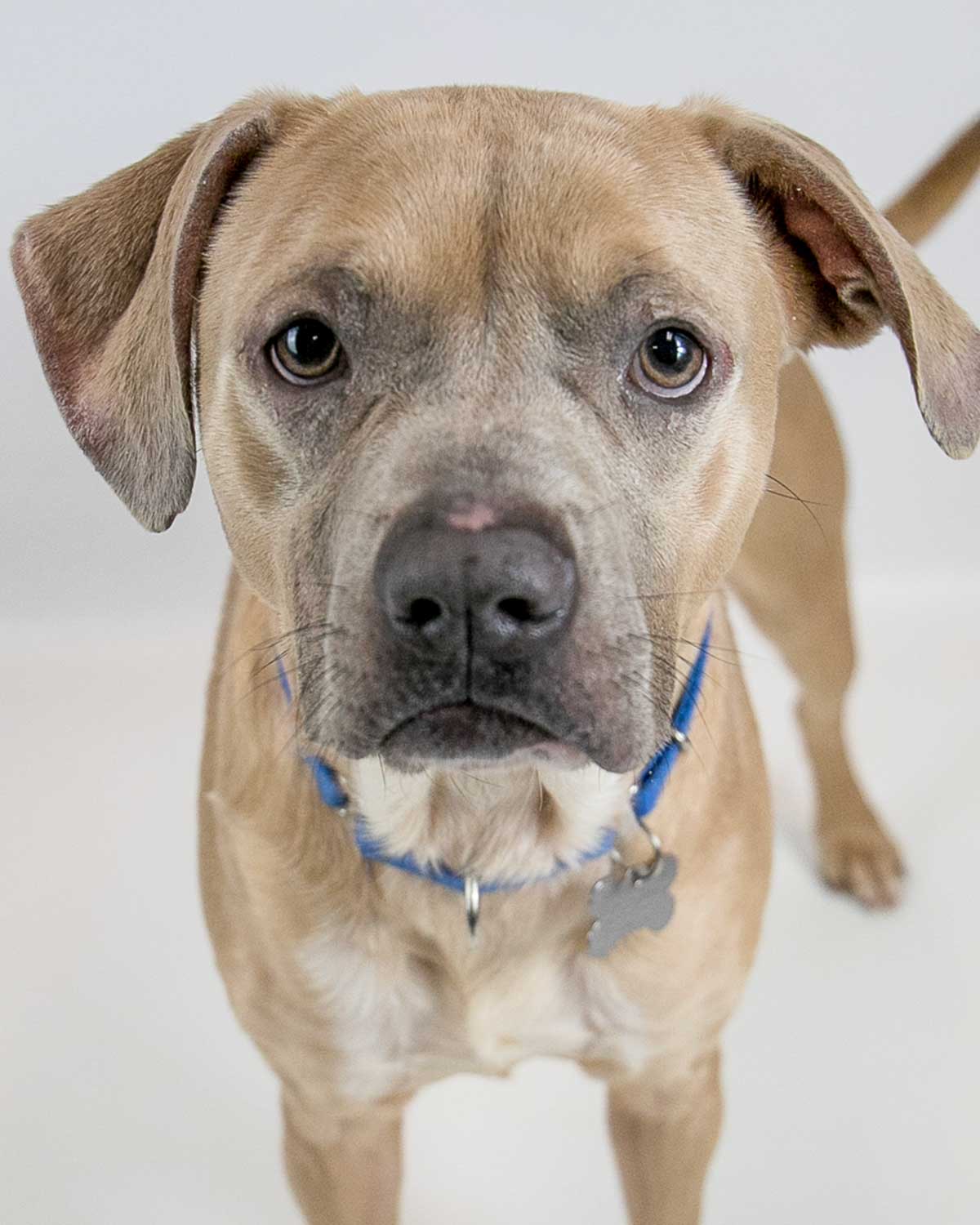 Dog for Adoption Griffin, a Boxer in Jonesboro, GA Alpha Paw