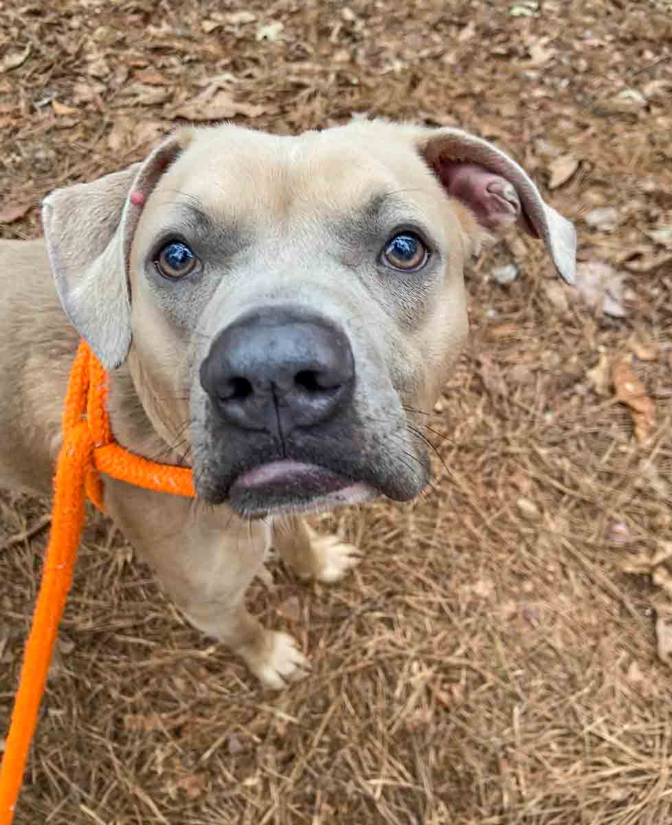 Dog for Adoption Griffin, a Boxer in Jonesboro, GA Alpha Paw