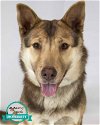 adoptable Dog in kennesaw, GA named Marina