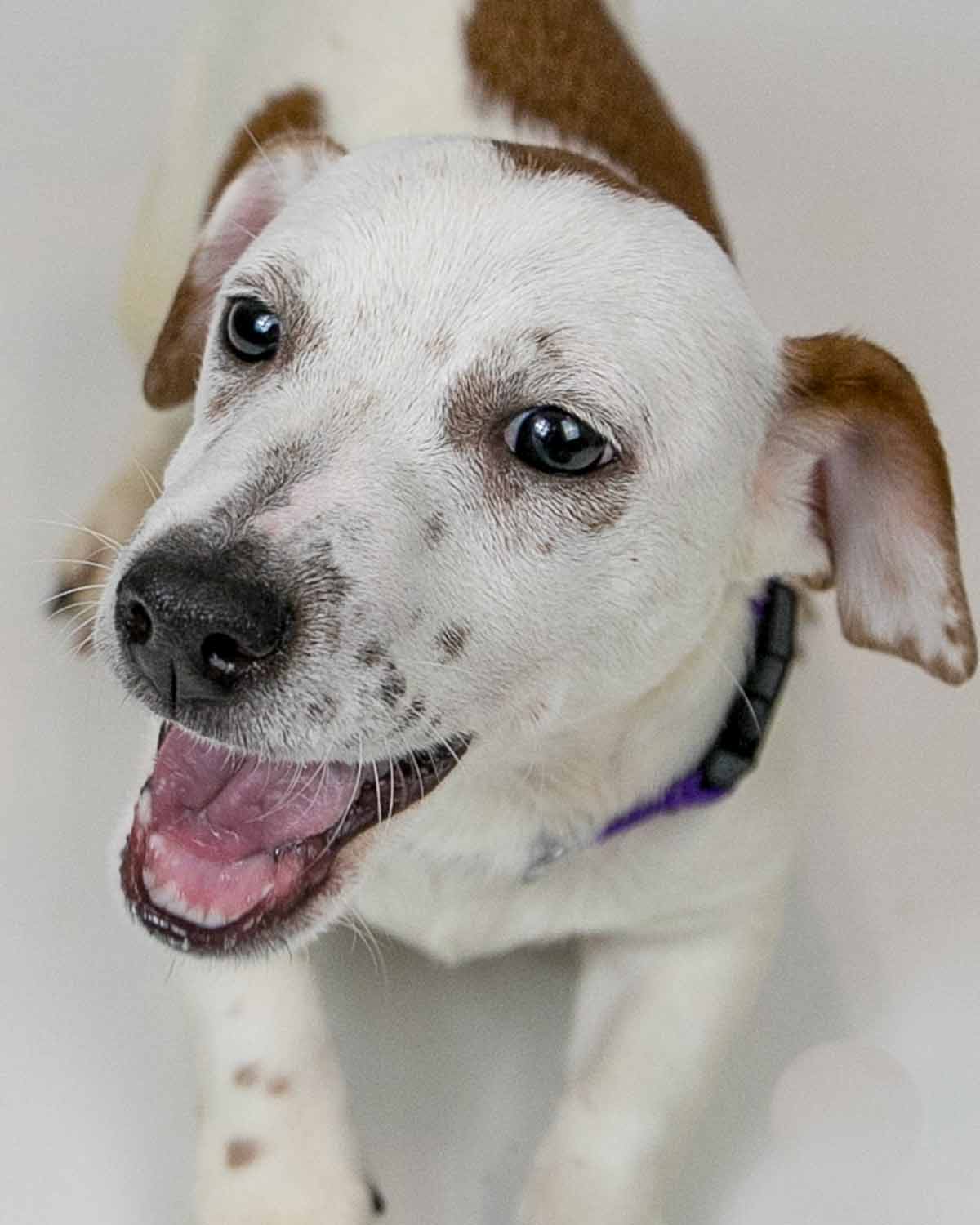 Dog for Adoption Dublin, a Jack Russell Terrier in Stone Mountain, GA