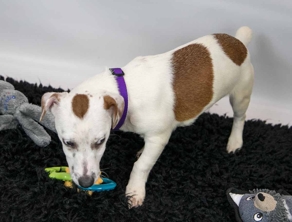 Dog for Adoption Dublin, a Jack Russell Terrier in Stone Mountain, GA
