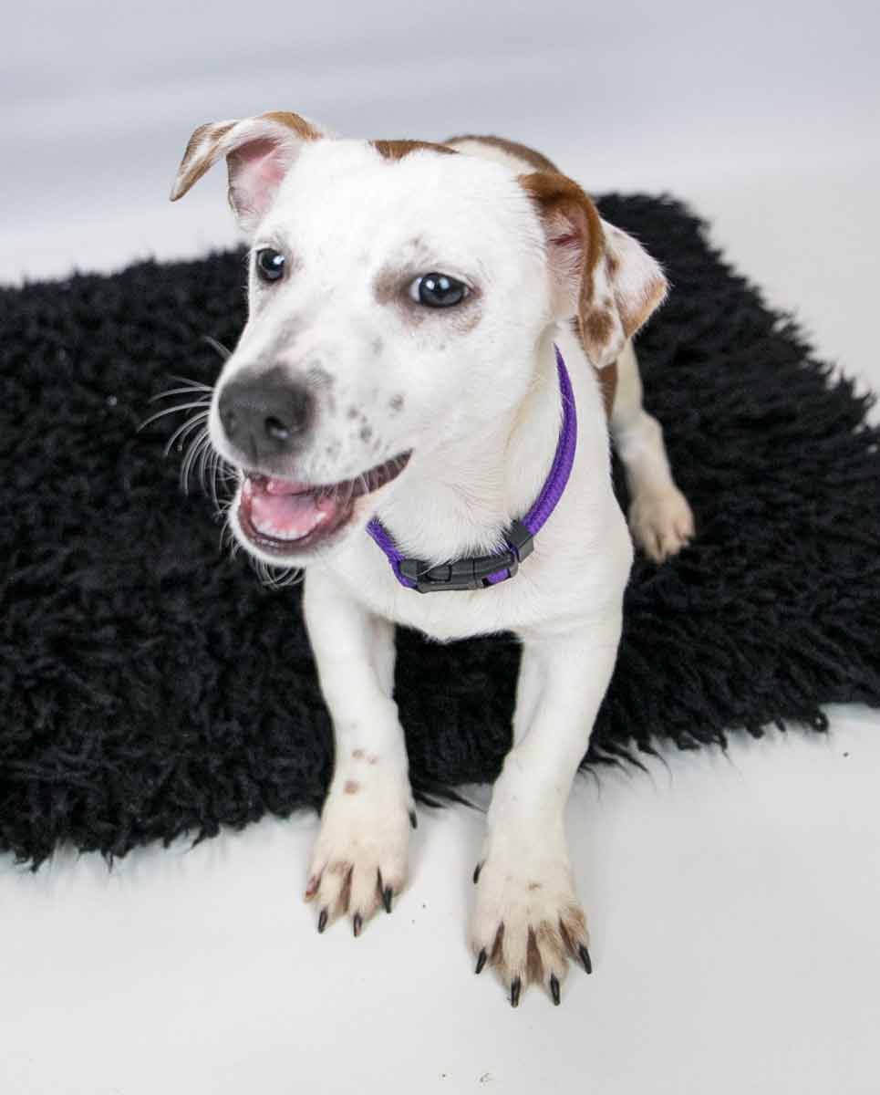 Dog for Adoption Dublin, a Jack Russell Terrier in Stone Mountain, GA