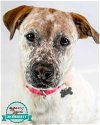 adoptable Dog in kennesaw, GA named Punky