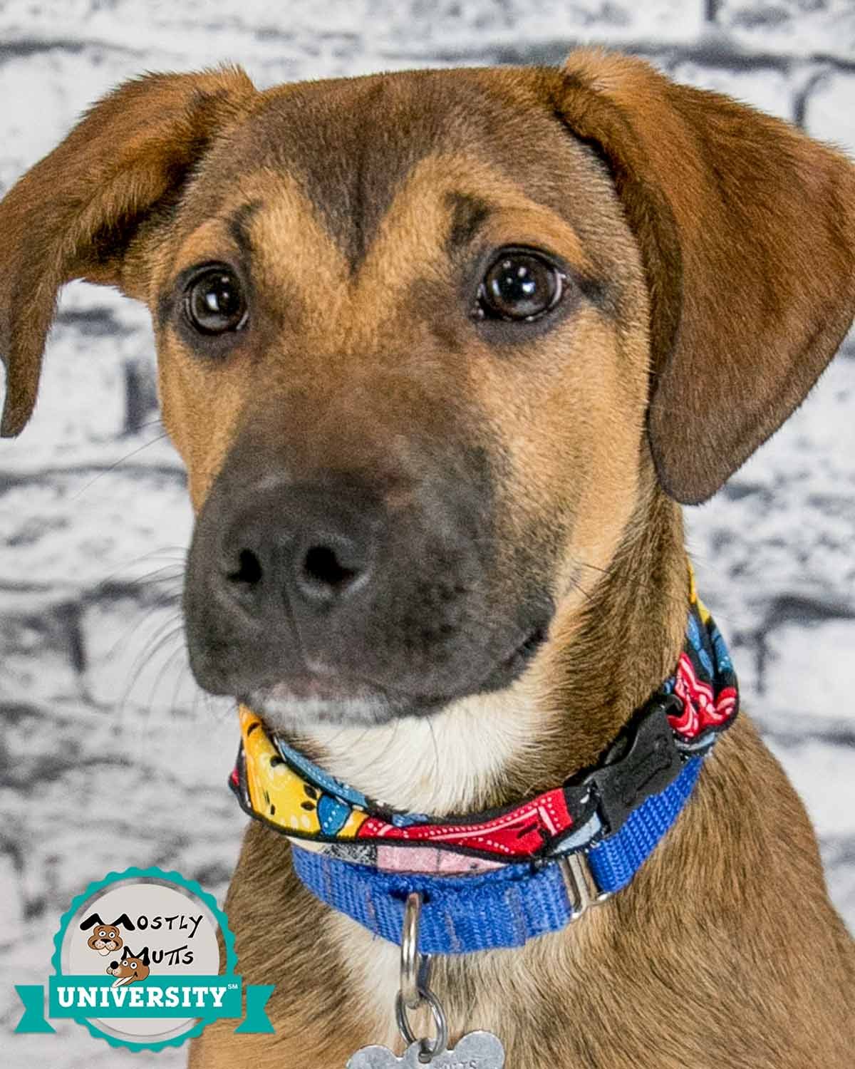 adoptable Dog in Kennesaw, GA named Grady