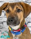 adoptable Dog in kennesaw, ga, GA named Grady