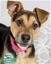 adoptable Dog in kennesaw, GA named Addison