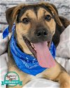 adoptable Dog in kennesaw, GA named Rover