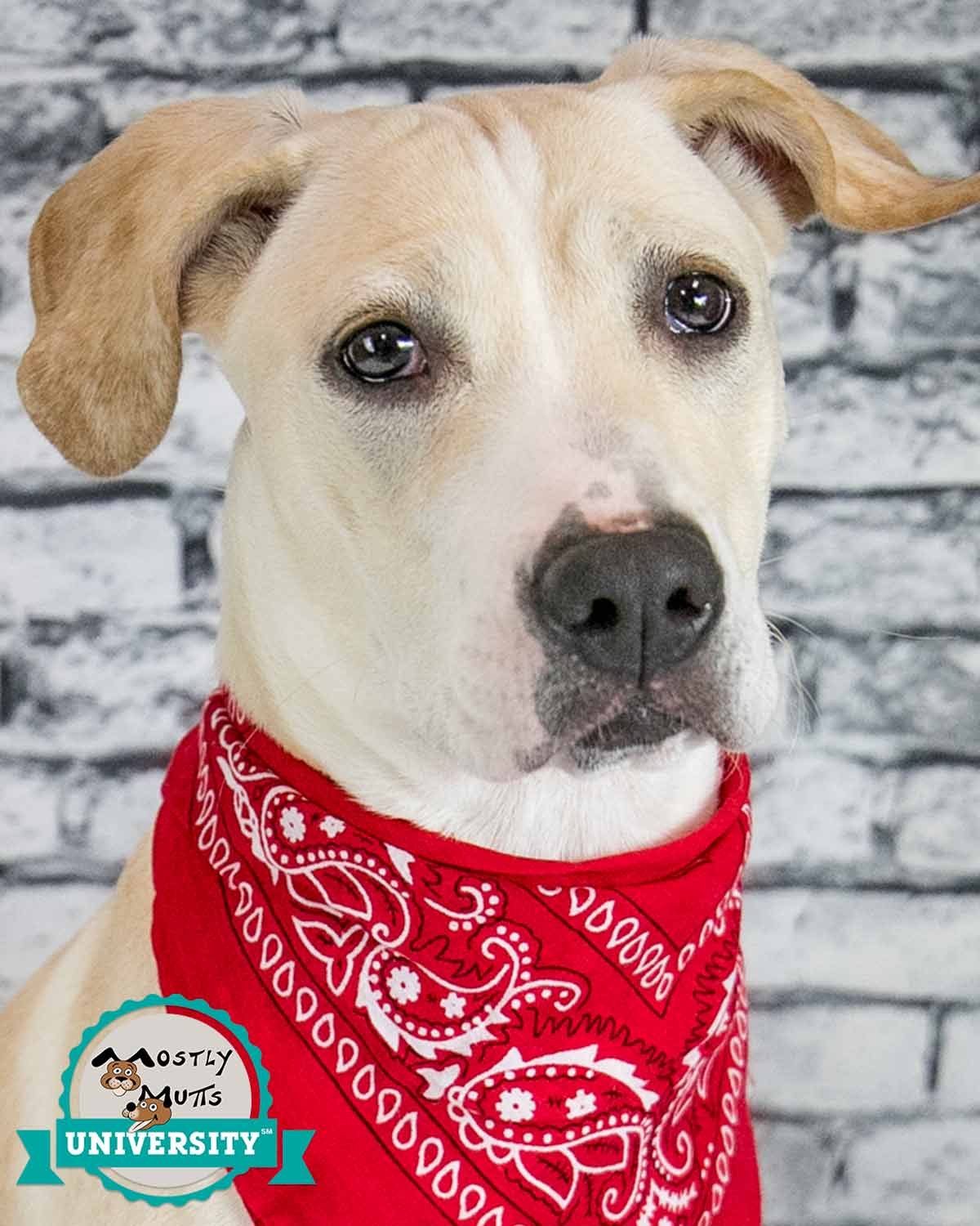 adoptable Dog in Kennesaw, GA named Aimee