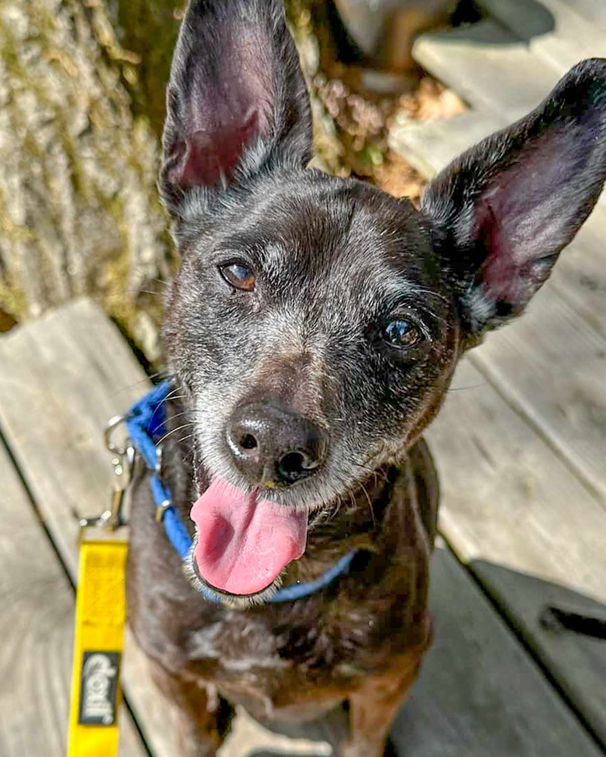adoptable Dog in Kennesaw, GA named Rusty