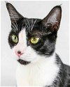 adoptable Cat in kennesaw, GA named Solitaire