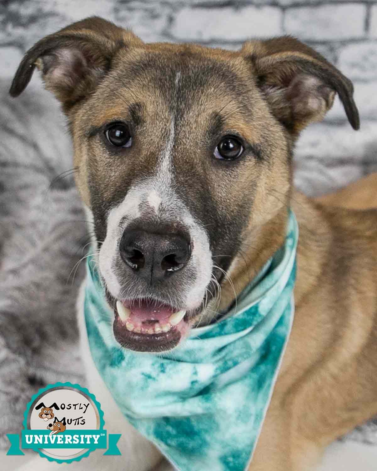 adoptable Dog in Kennesaw, GA named Kirby