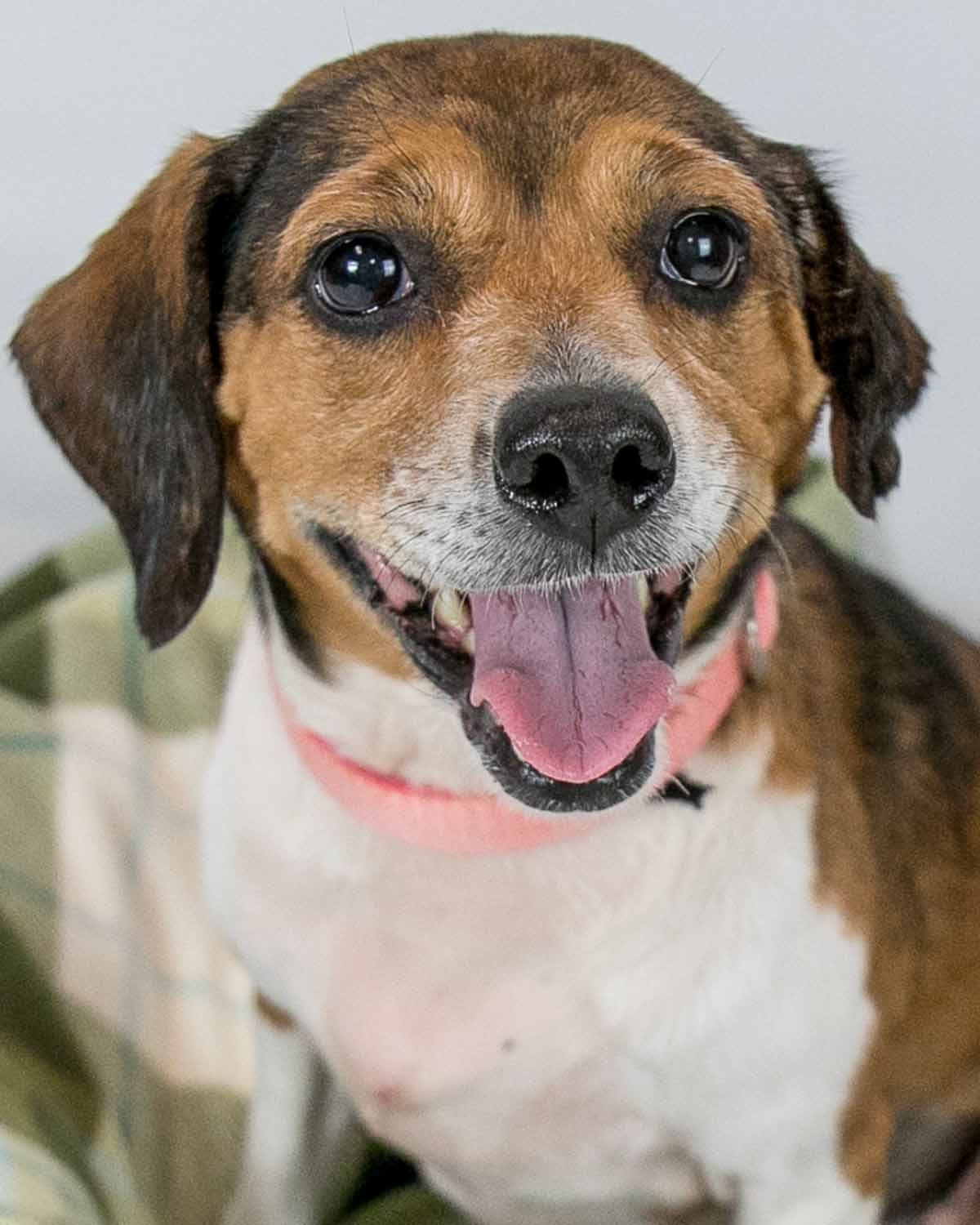 adoptable Dog in Kennesaw, GA named Eden