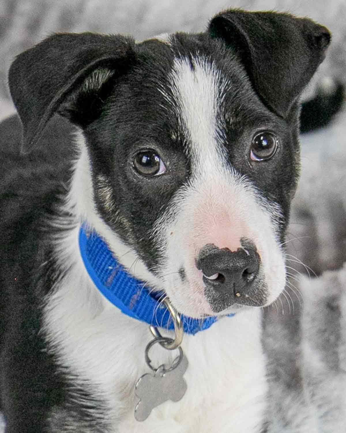adoptable Dog in Kennesaw, GA named Frank