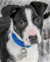 adoptable Dog in kennesaw, ga, GA named Frank