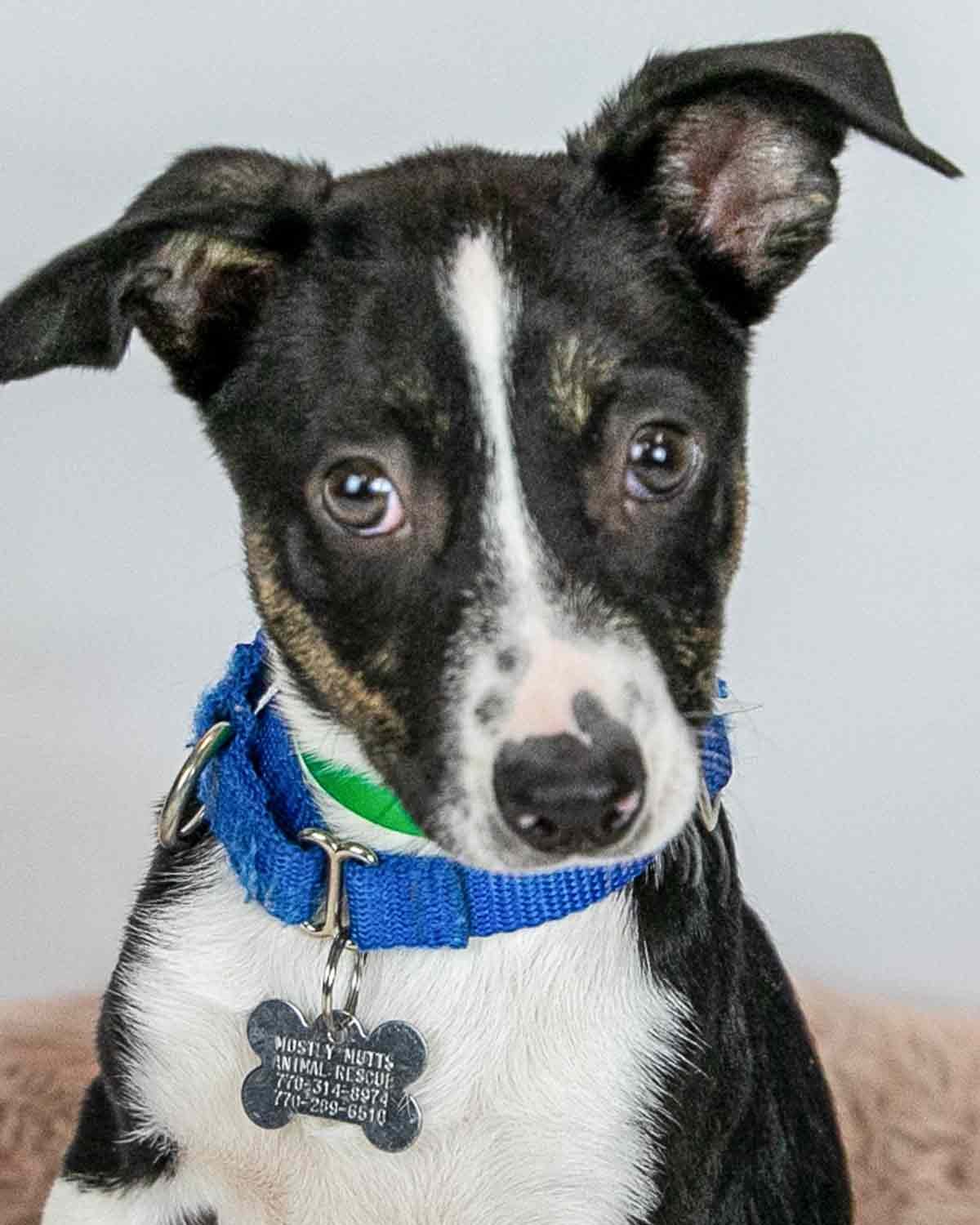 adoptable Dog in Kennesaw, GA named Jesse