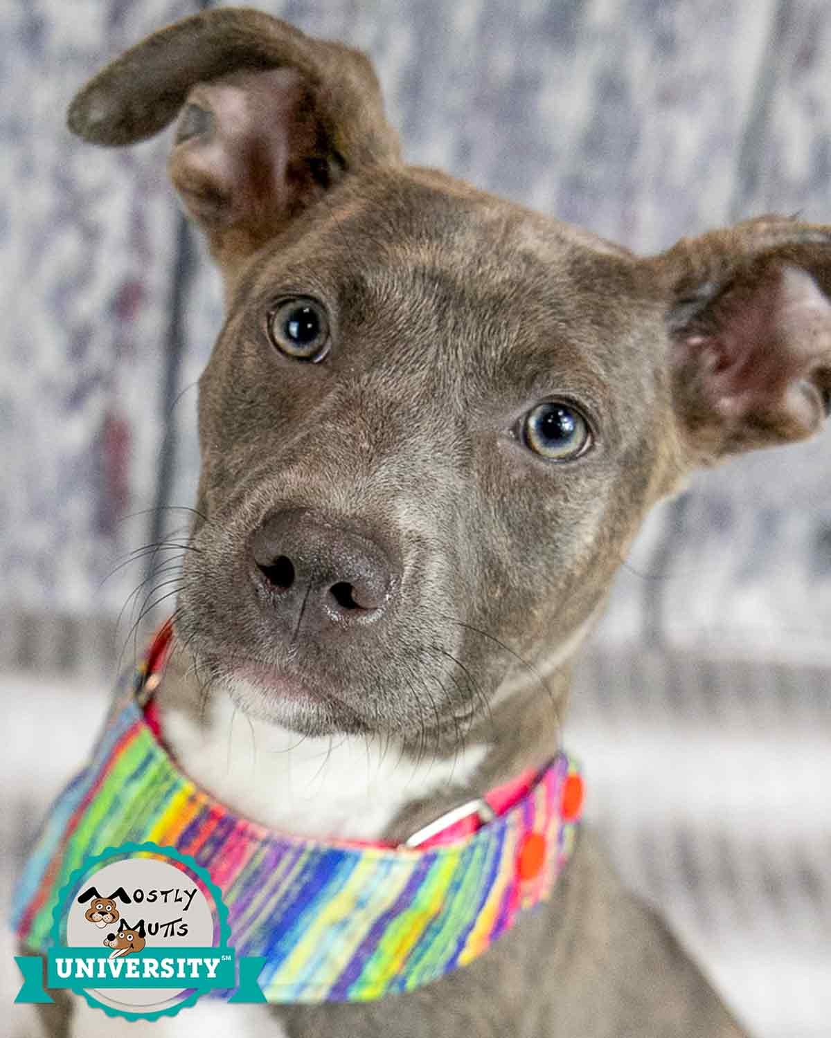 adoptable Dog in Kennesaw, GA named Shelly