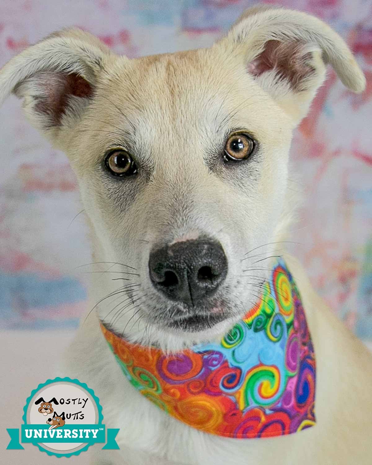 adoptable Dog in Kennesaw, GA named Samira