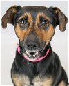 adoptable Dog in kennesaw, GA named Cashmere