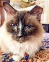 adoptable Cat in kennesaw, GA named Mocha