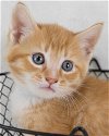 adoptable Cat in kennesaw, GA named Clark
