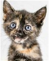 adoptable Cat in kennesaw, GA named Lauren