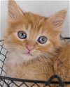 adoptable Cat in kennesaw, GA named Buster
