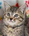 adoptable Cat in kennesaw, GA named Christine McVie