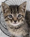 adoptable Cat in kennesaw, GA named Lindsey Buckingham