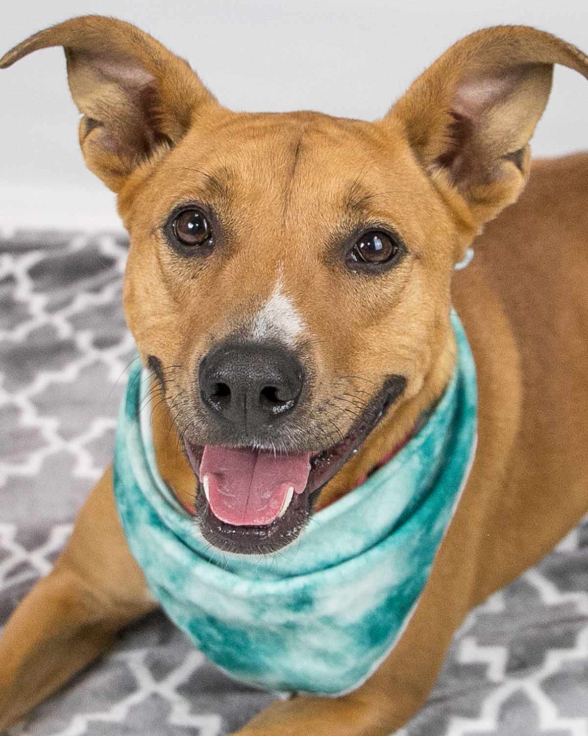 adoptable Dog in Kennesaw, GA named Stella