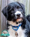 adoptable Dog in  named Laddie