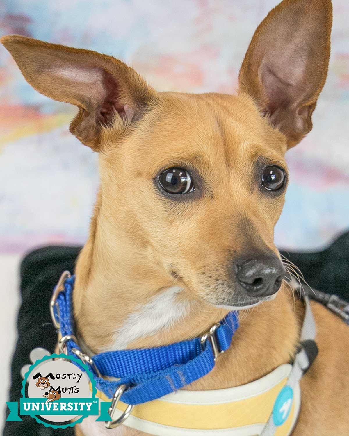 adoptable Dog in Kennesaw, GA named Chico fka Jingle