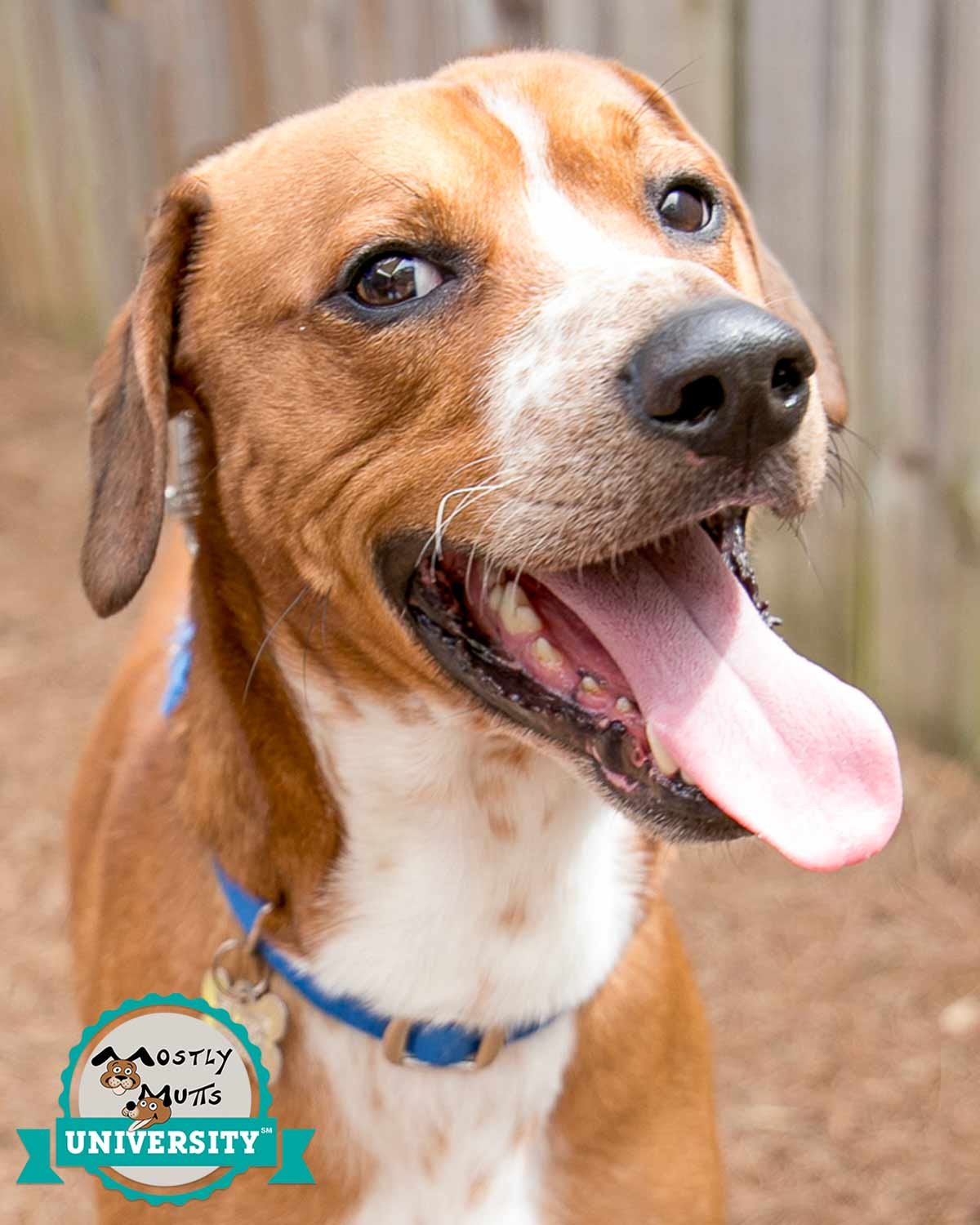 adoptable Dog in Kennesaw, GA named Finnegan