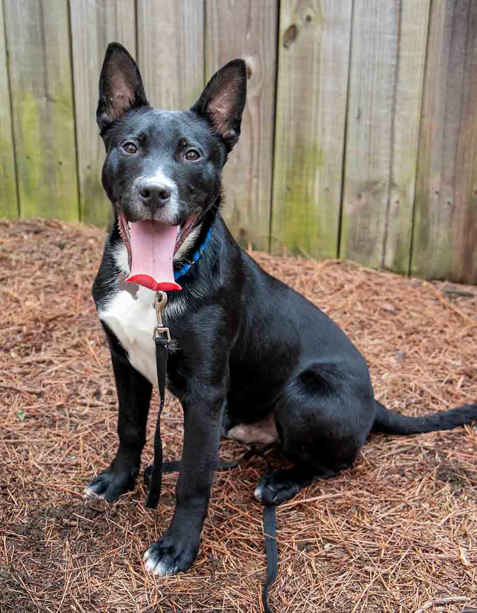 Dog for Adoption - Alvin, a Shepherd in Stone Mountain, GA | Alpha Paw