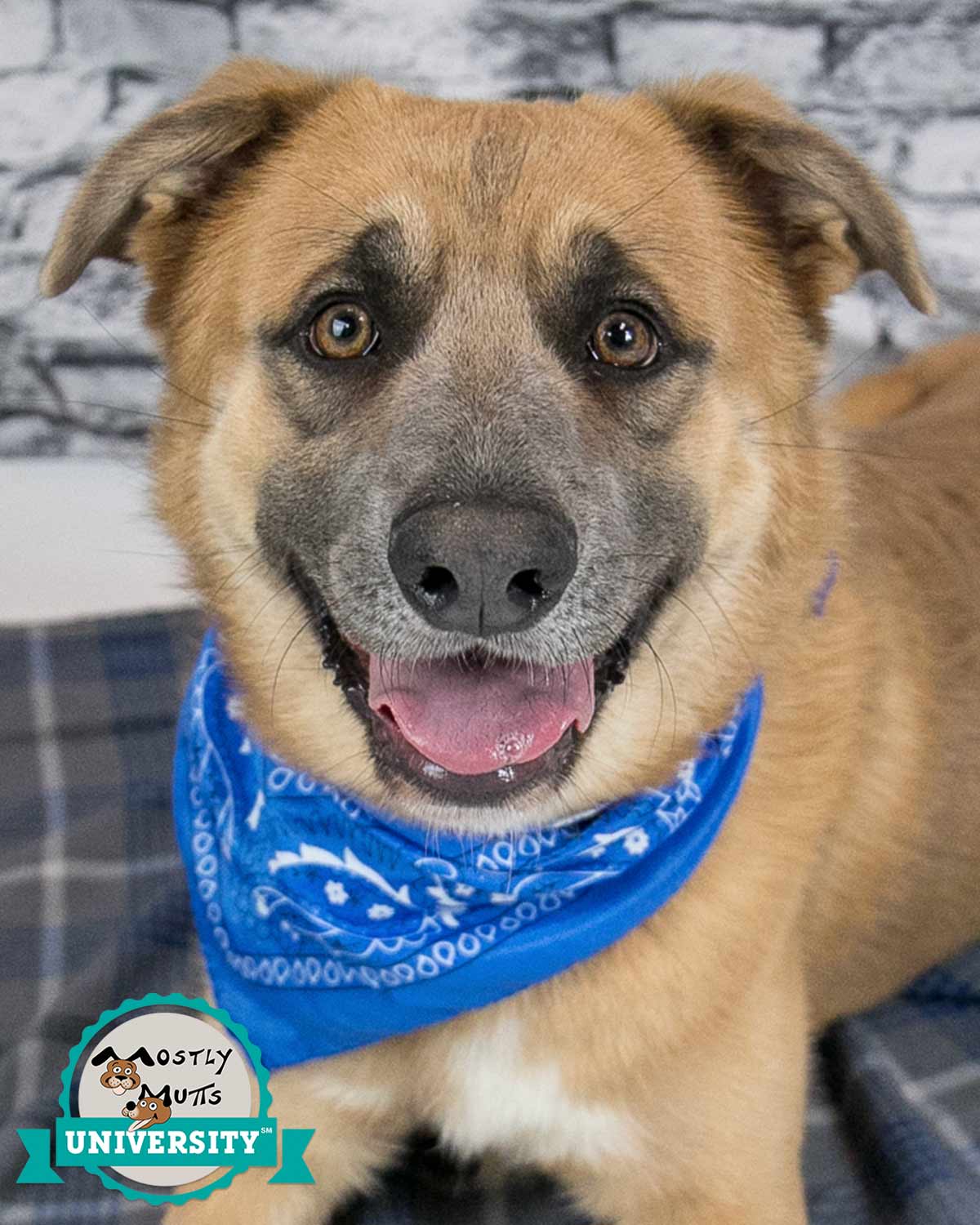 adoptable Dog in Kennesaw, GA named Smiley