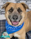 adoptable Dog in Kennesaw, GA named Smiley