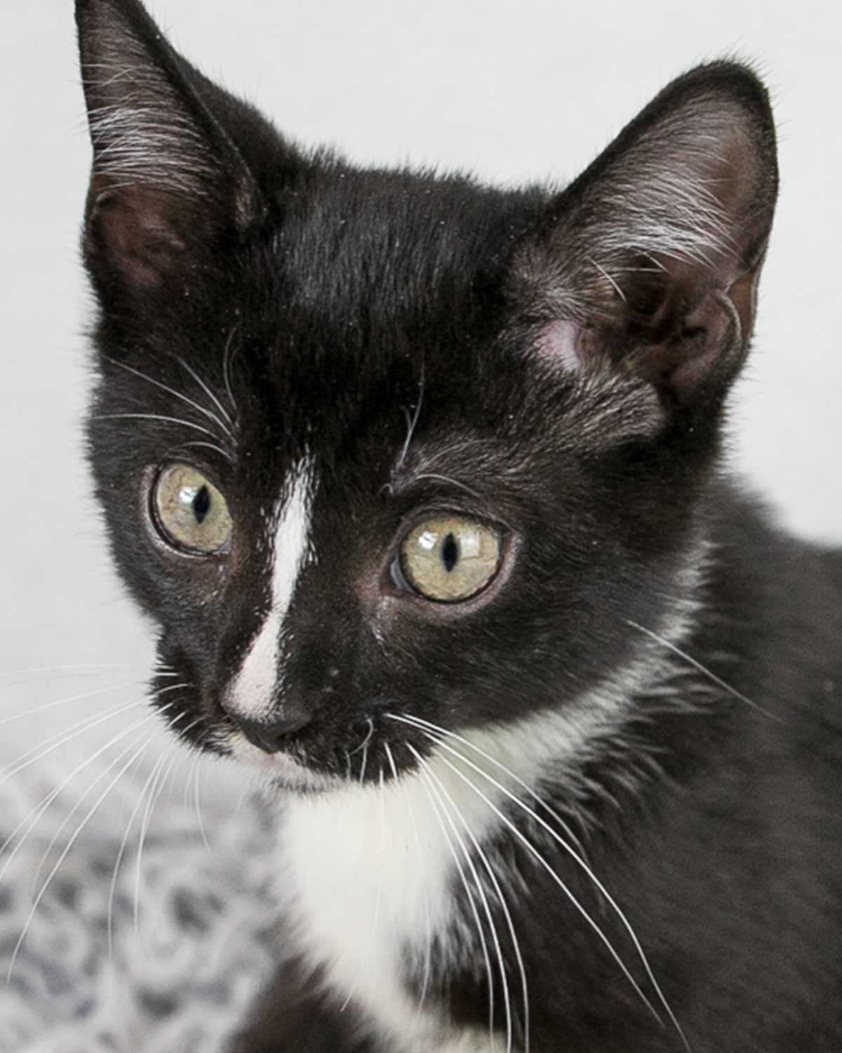 adoptable Cat in Kennesaw, GA named Keegan