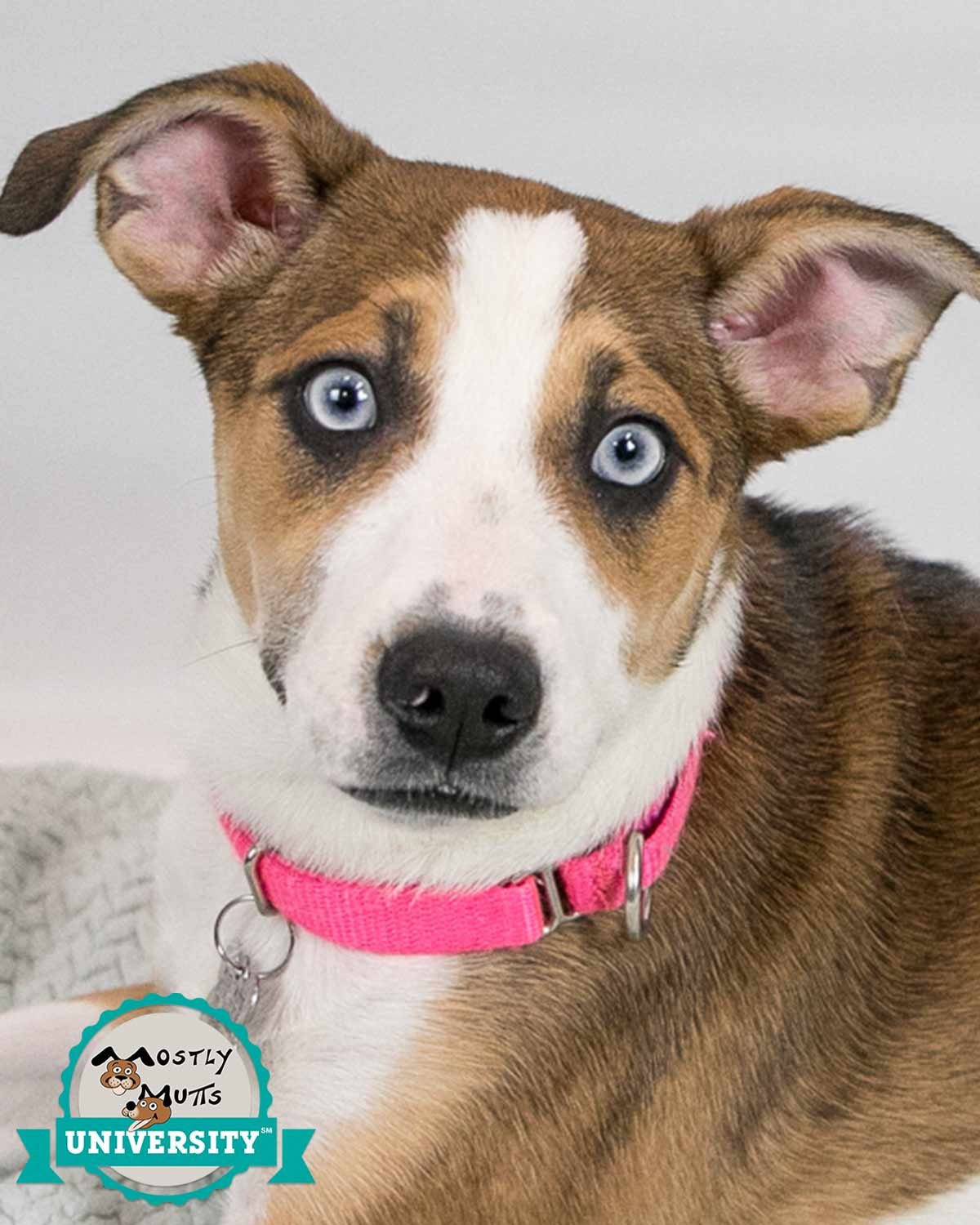adoptable Dog in Kennesaw, GA named Jemma