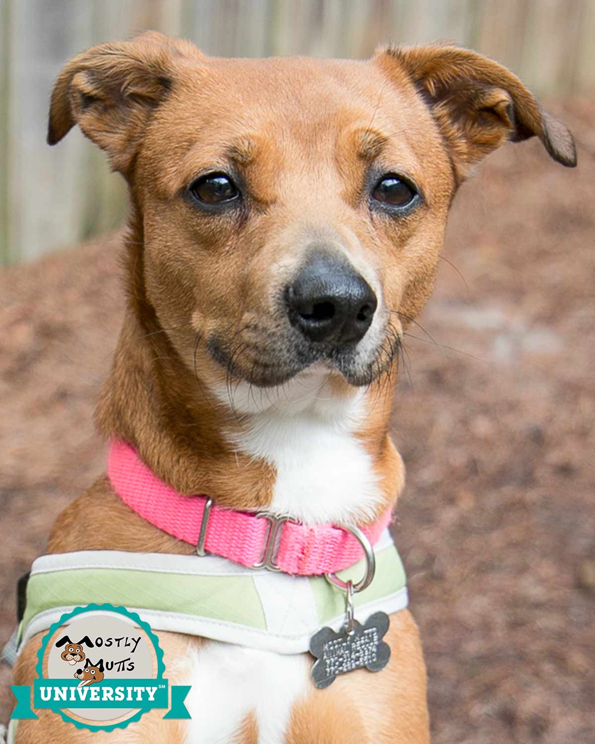 adoptable Dog in Kennesaw, GA named Xandi