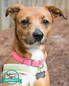 adoptable Dog in Kennesaw, GA named Xandi