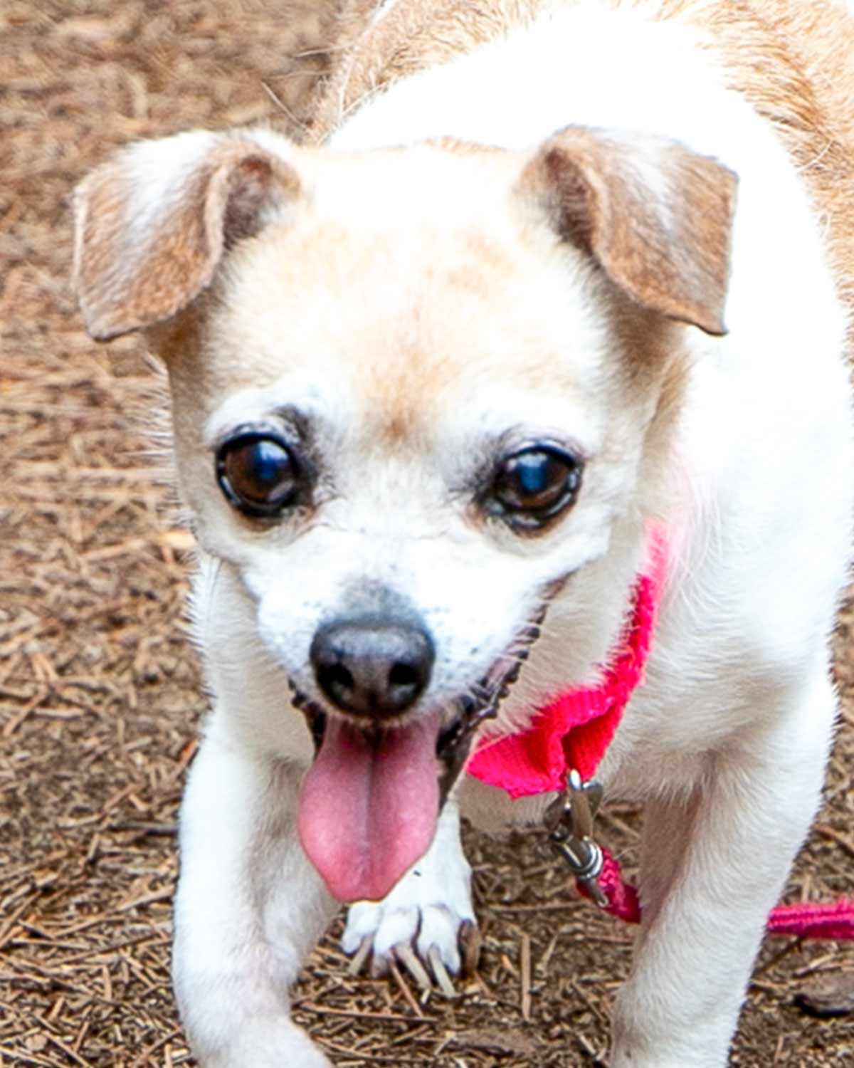 adoptable Dog in Kennesaw, GA named Priscilla