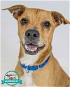 adoptable Dog in  named Henry