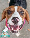 adoptable Dog in Kennesaw, GA named Tabitha