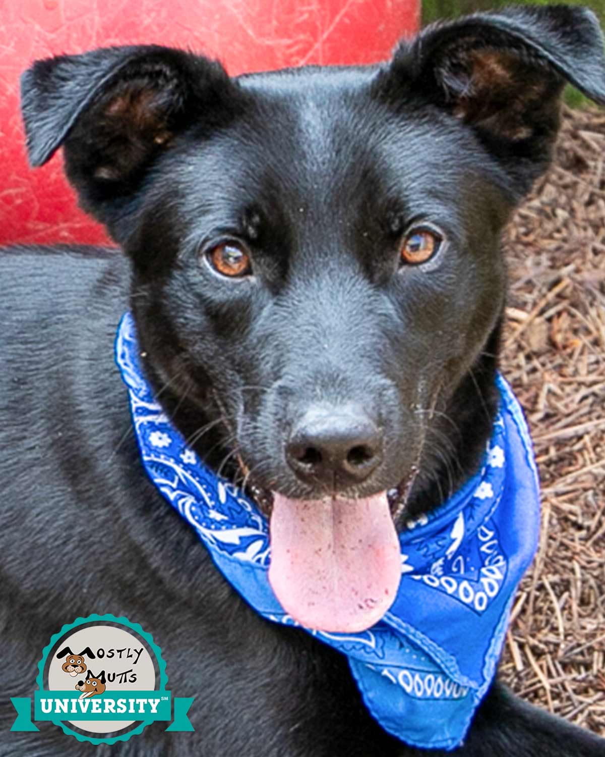 adoptable Dog in Kennesaw, GA named Trevor