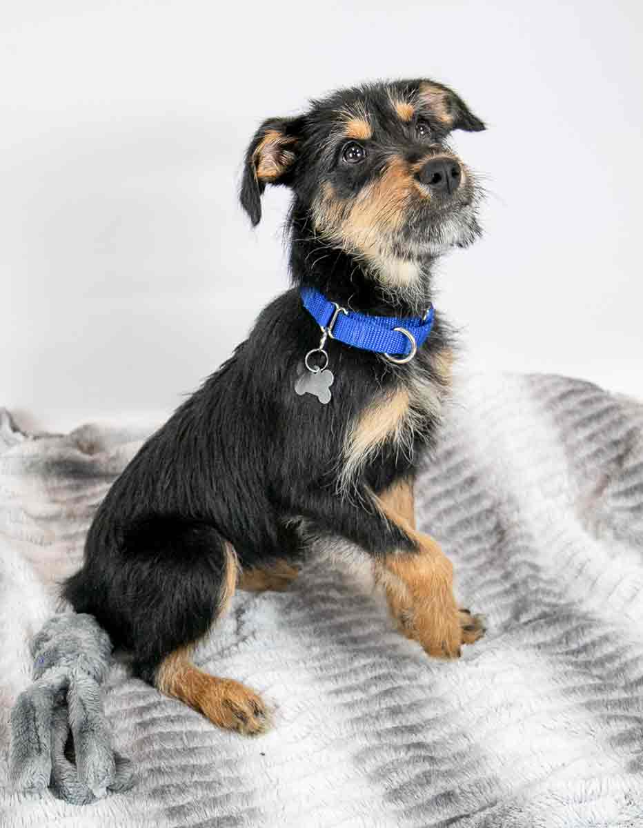 Dog for Adoption - Mari, a Terrier in Canton, GA | Alpha Paw