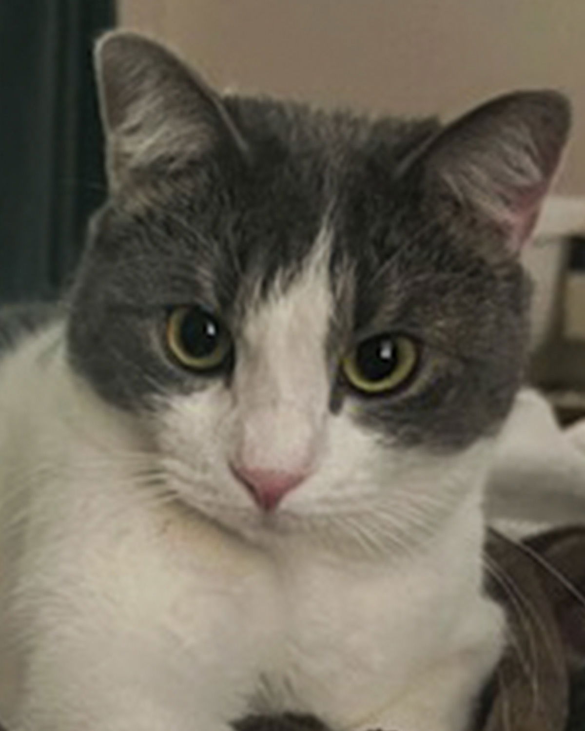 adoptable Cat in Kennesaw, GA named Iroquois