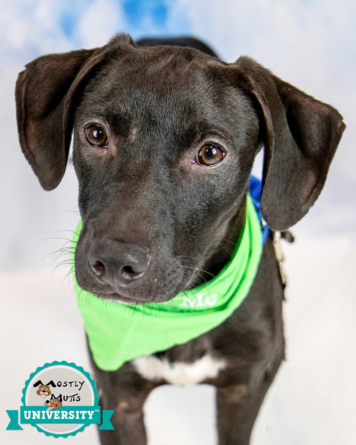 adoptable Dog in Kennesaw, GA named Preston