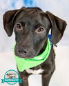 adoptable Dog in  named Preston