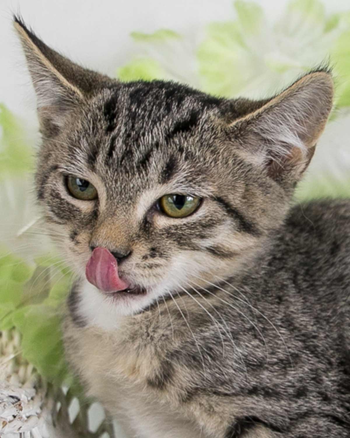 adoptable Cat in Kennesaw, GA named Torvi